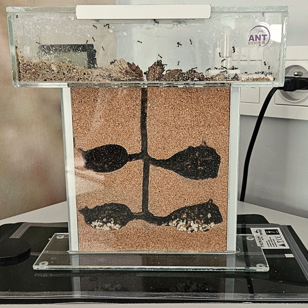 super-formikarium-tower-od-antcenter