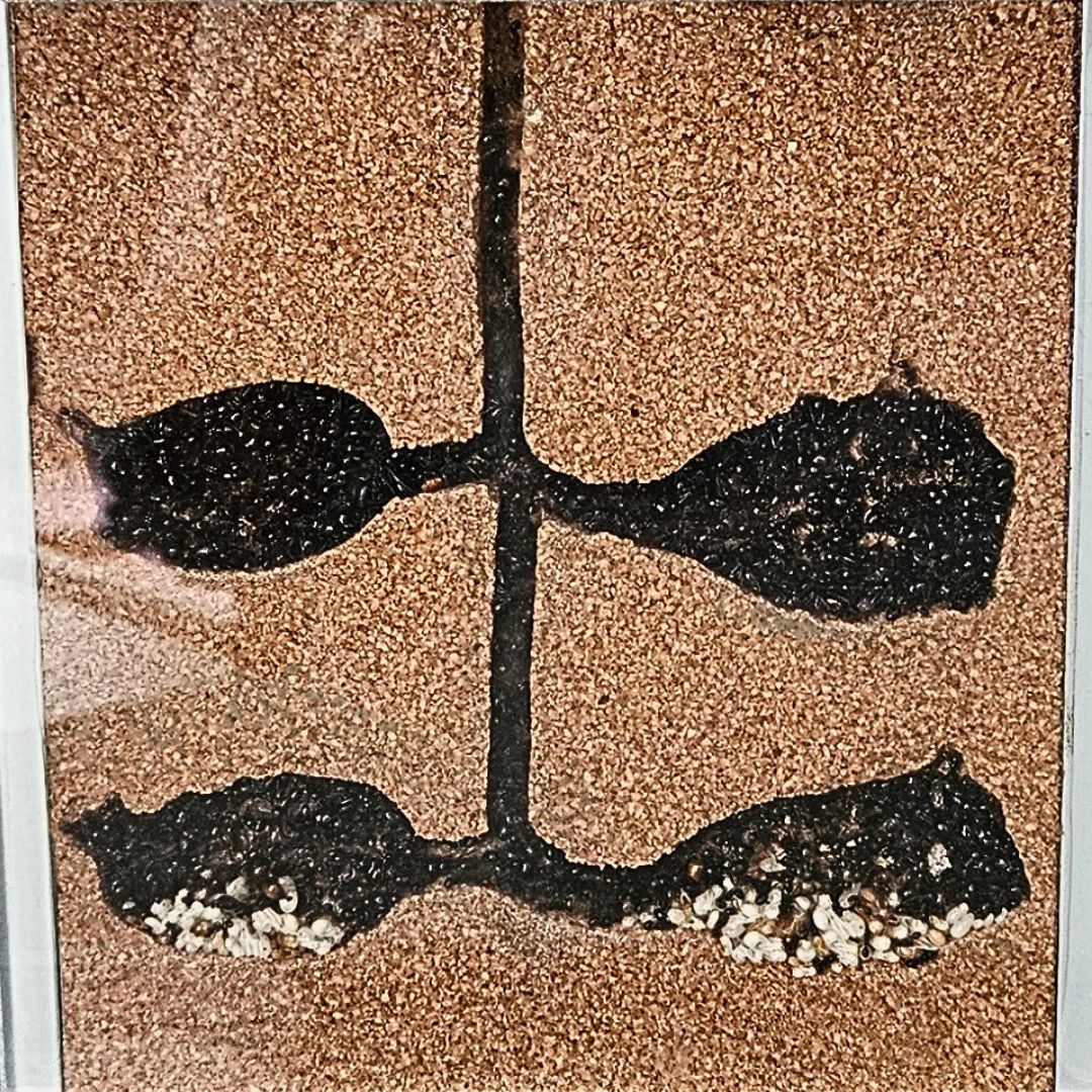 mrowki-messor-barabrus-w-formikarium-tower-od-antcenter