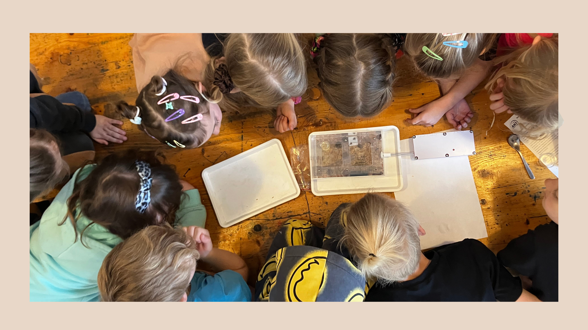 warsztaty z mrówkami dzieci obserwacja formikarium