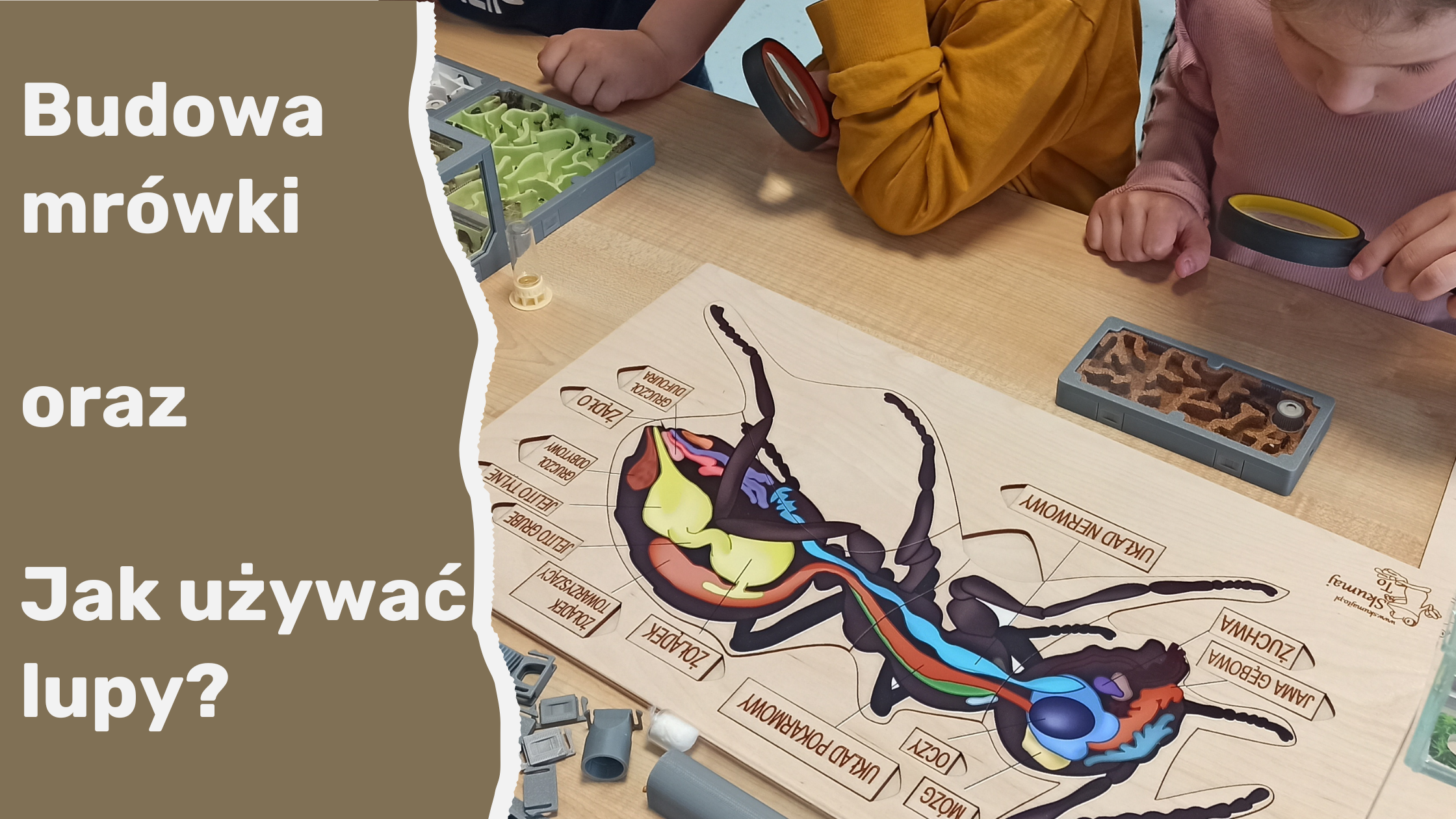 Warszaty o mrówkach- budowa mrówki