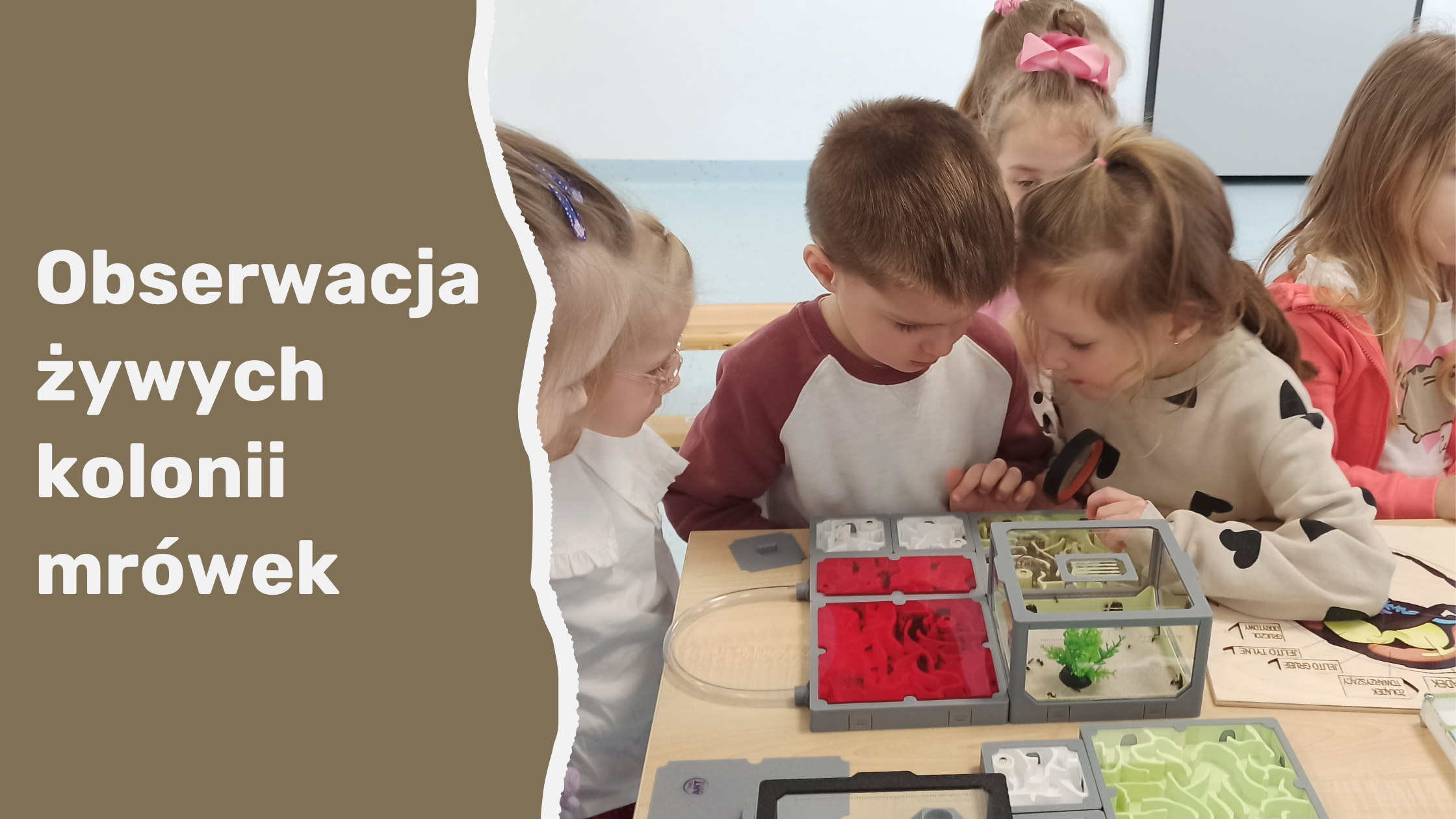 Obserwacja żywych kolonii mrówek w formikariach AntCenter