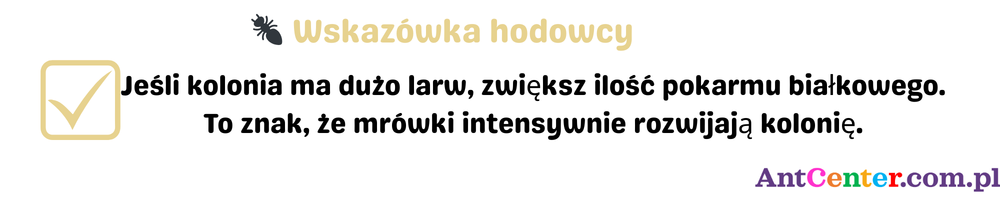 wskazówka hodowcy mrówek – więcej białka gdy kolonia ma larwy