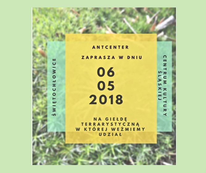 AntCenter na Giełdzie Terrarystycznej Animals Live w Świętochłowicach – maj 2018