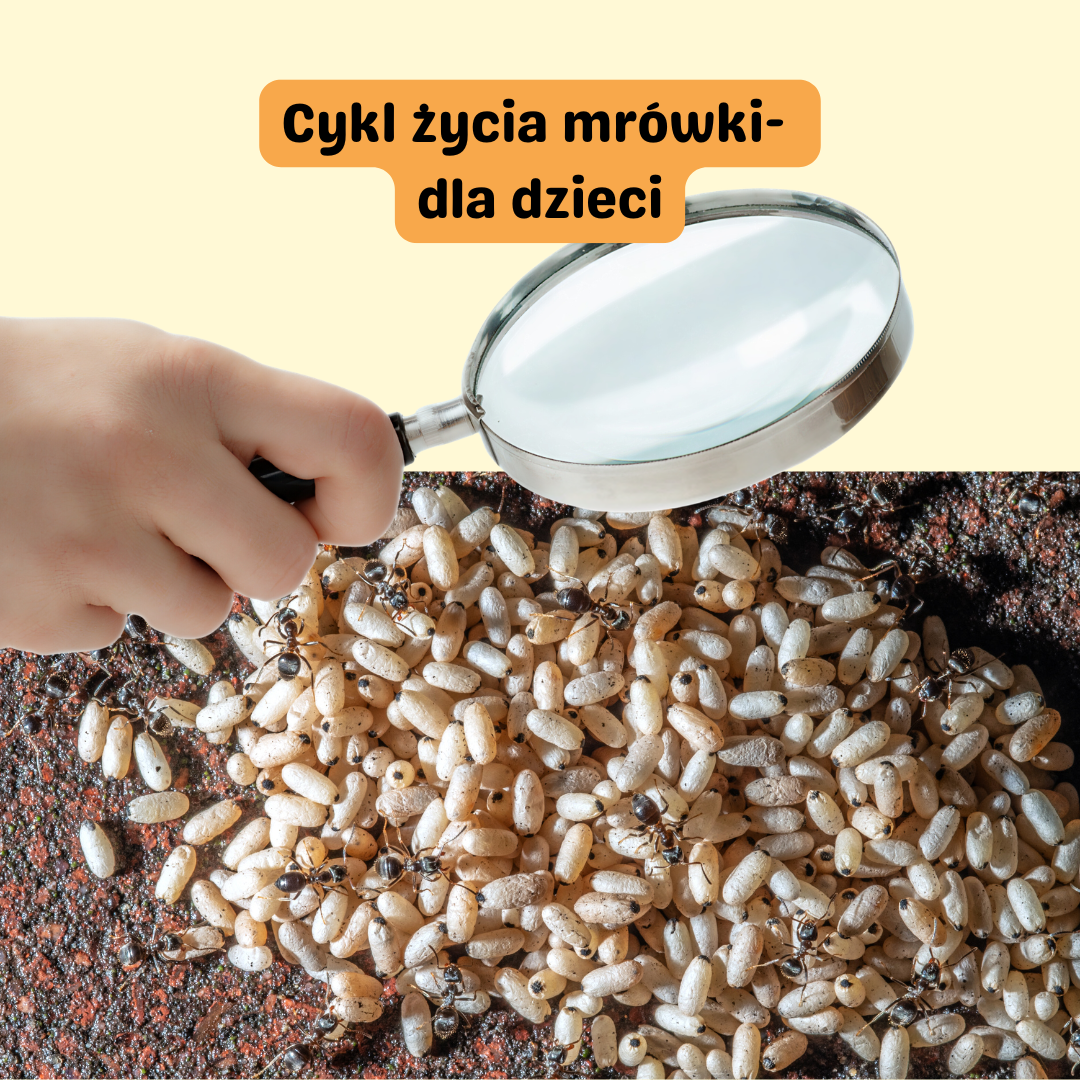 Od jajka do mrówki – jak rodzi się kolonia?