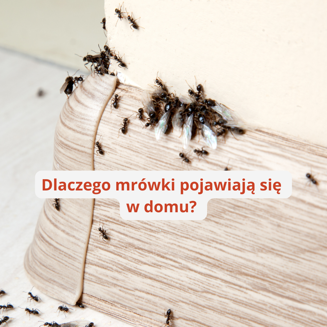 Dlaczego mrówki pojawiają się w domu? Poznaj ich zwyczaje i zobacz, jak działają.