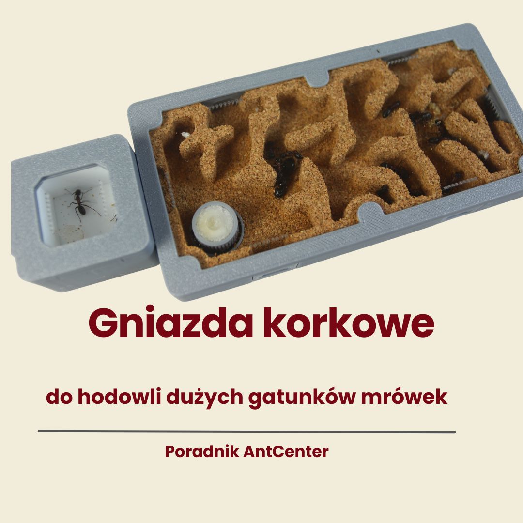 Gniazda korkowe dla dużych mrówek – modułowe formikarium dla Camponotus i innych wymagających gatunków.