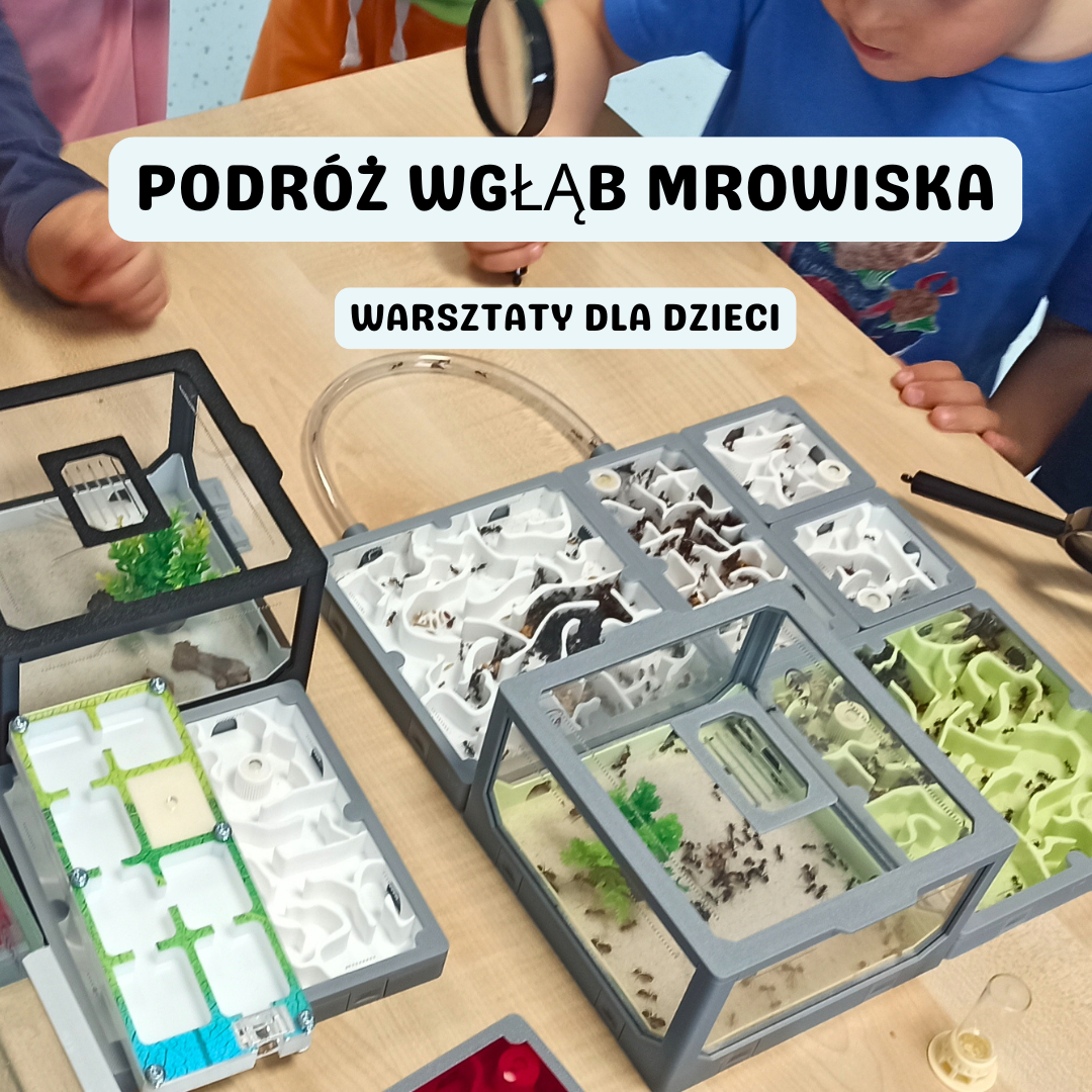 Podróż wgłąb mrowiska – warsztaty o mrówkach dla dzieci w przedszkolu