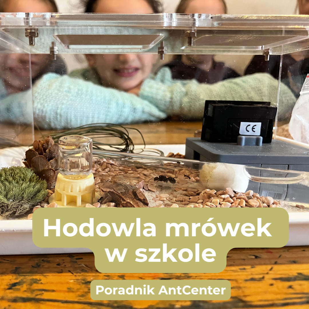 Jak wprowadzić hodowlę mrówek do szkoły- poradnik AntCenter