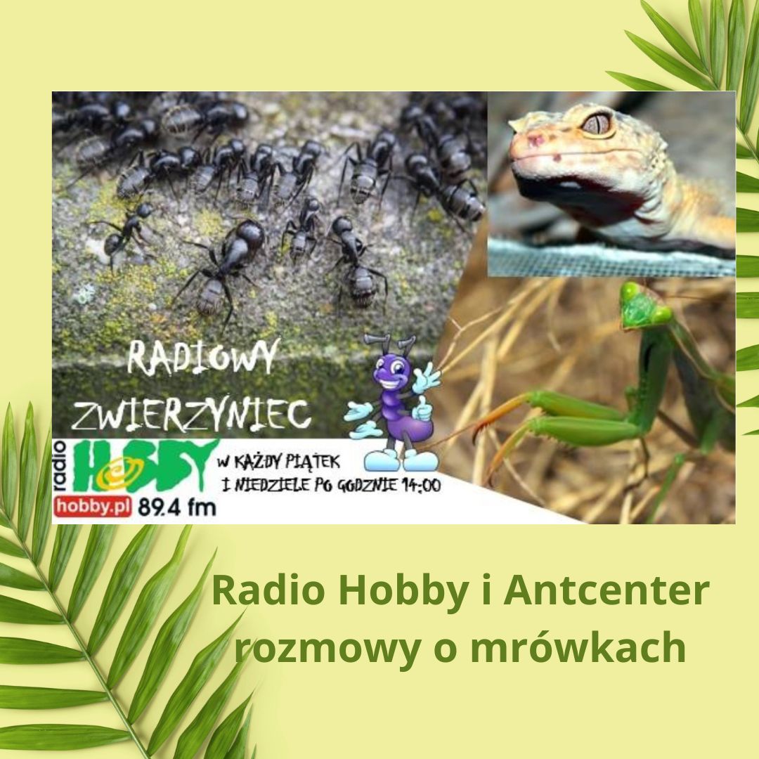 Rozmowy o mrówkach w „Radiowym Zwierzyńcu” – AntCenter w Radio Hobby