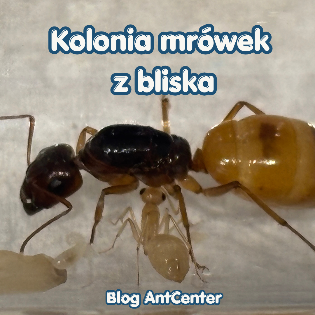 Jak naprawdę wygląda kolonia mrówek? Przykład Camponotus fedtschenkoi