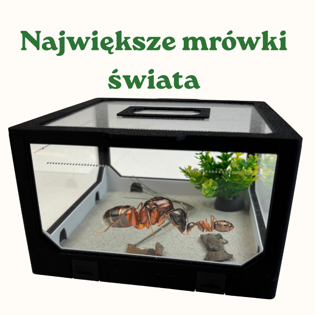 Największe mrówki na świecie