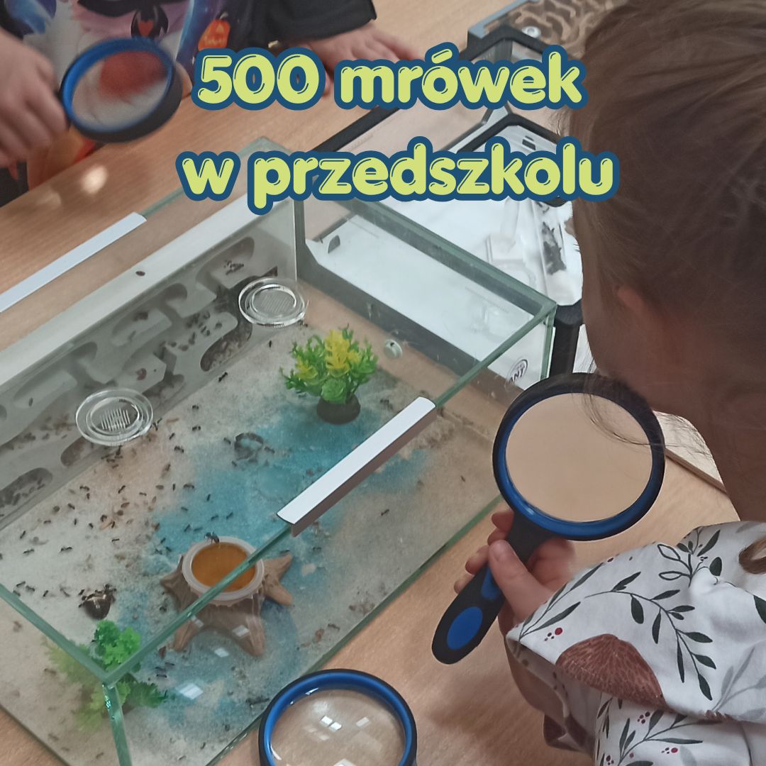 500 robotnic Messor barbarus w przedszkolu – jak dzieci reagują na żywe mrówki?