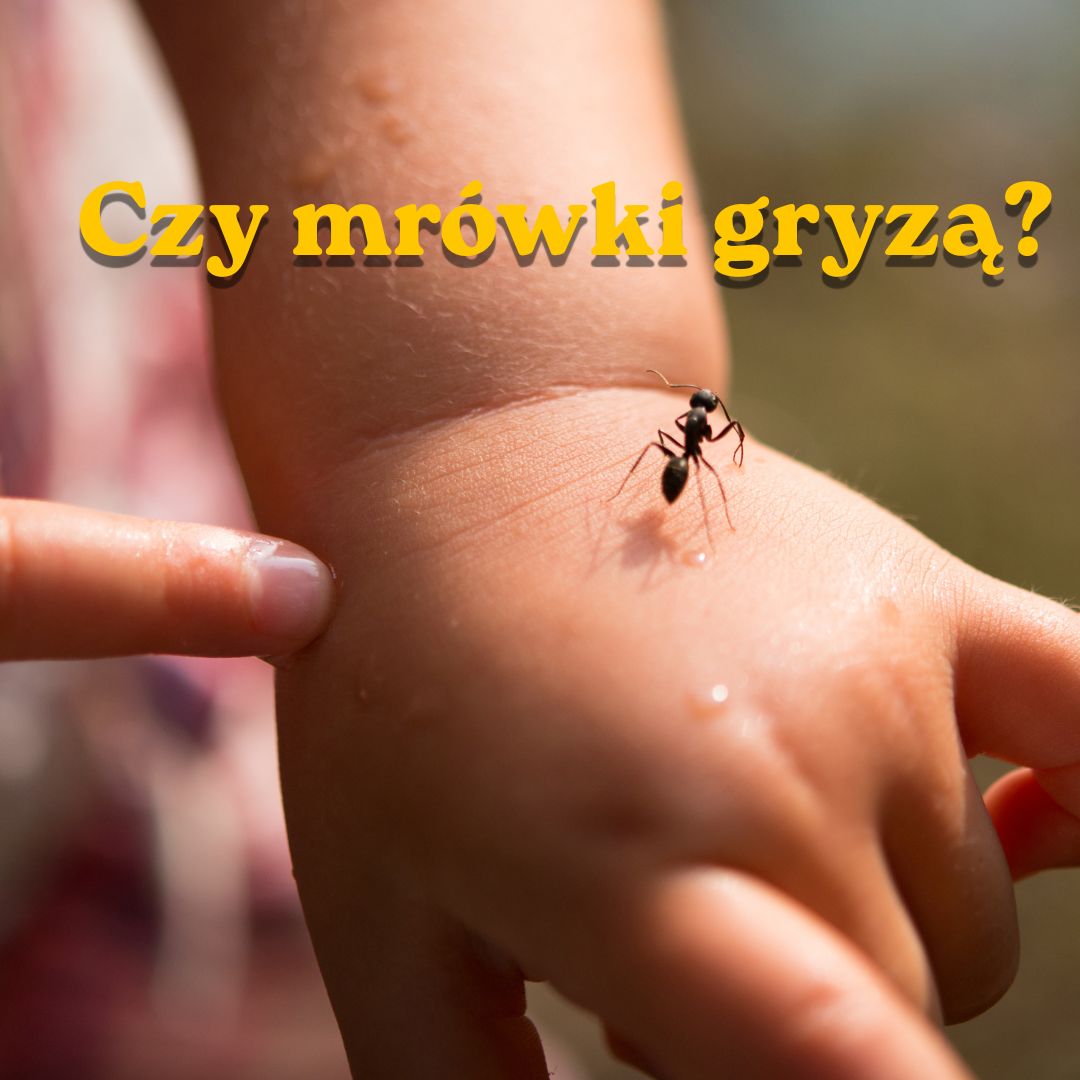 Czy mrówki gryzą?