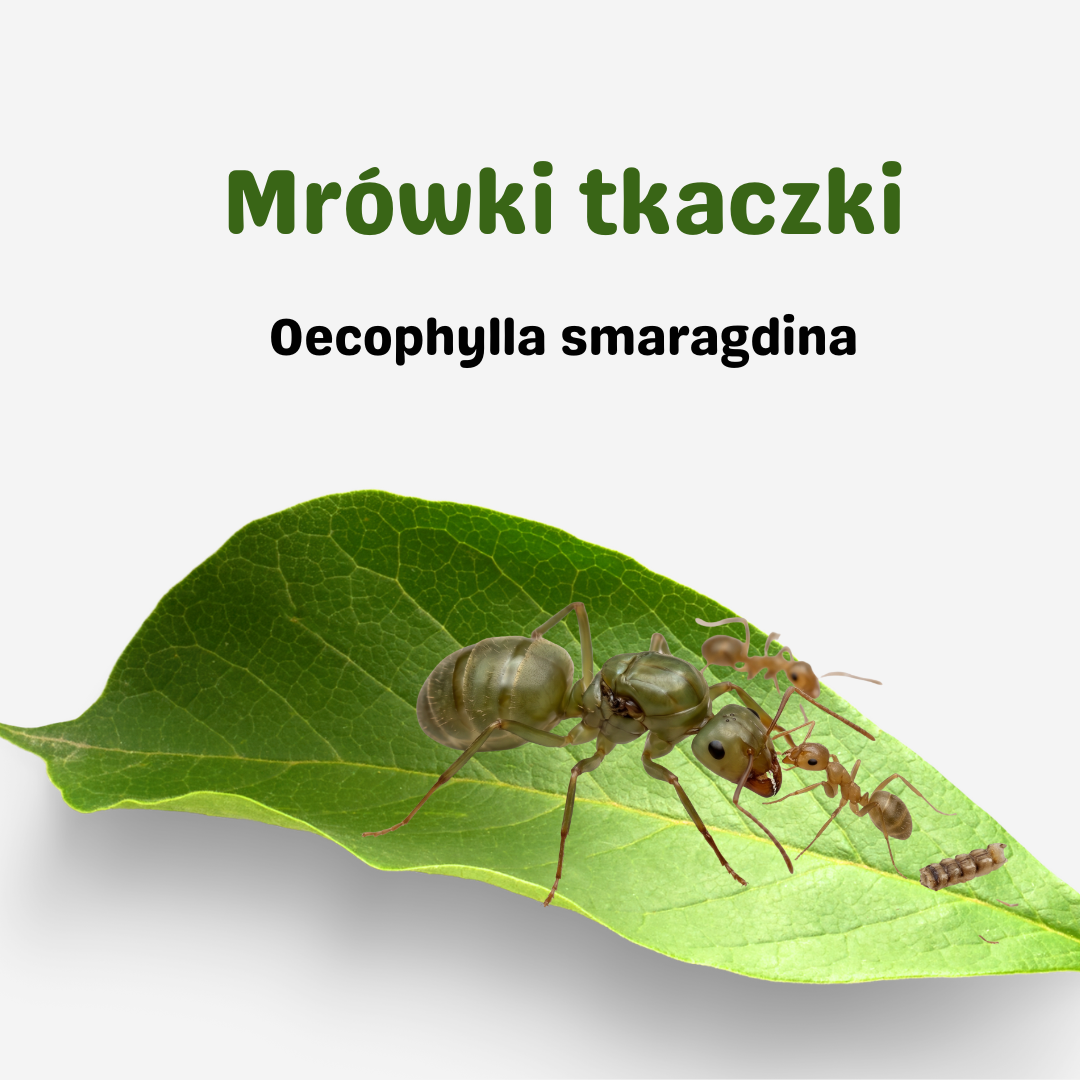 Oecophylla smaragdina (mrówki tkaczki)
