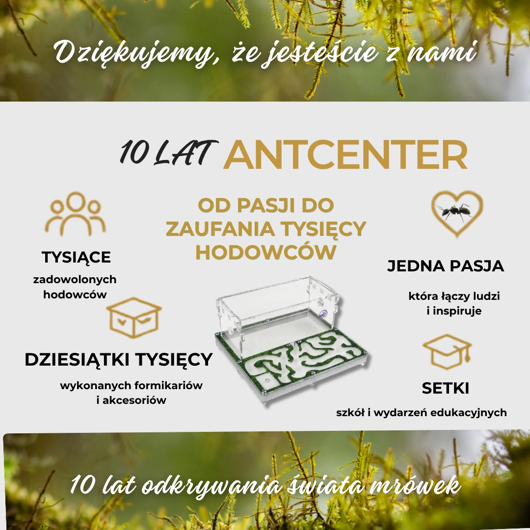 10 lat AntCenter – historia pasji, która zainspirowała tysiące hodowców mrówek