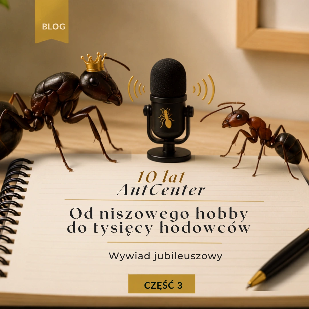 Jak zmieniła się hodowla mrówek w Polsce? Od niszowego hobby do tysięcy pasjonatów