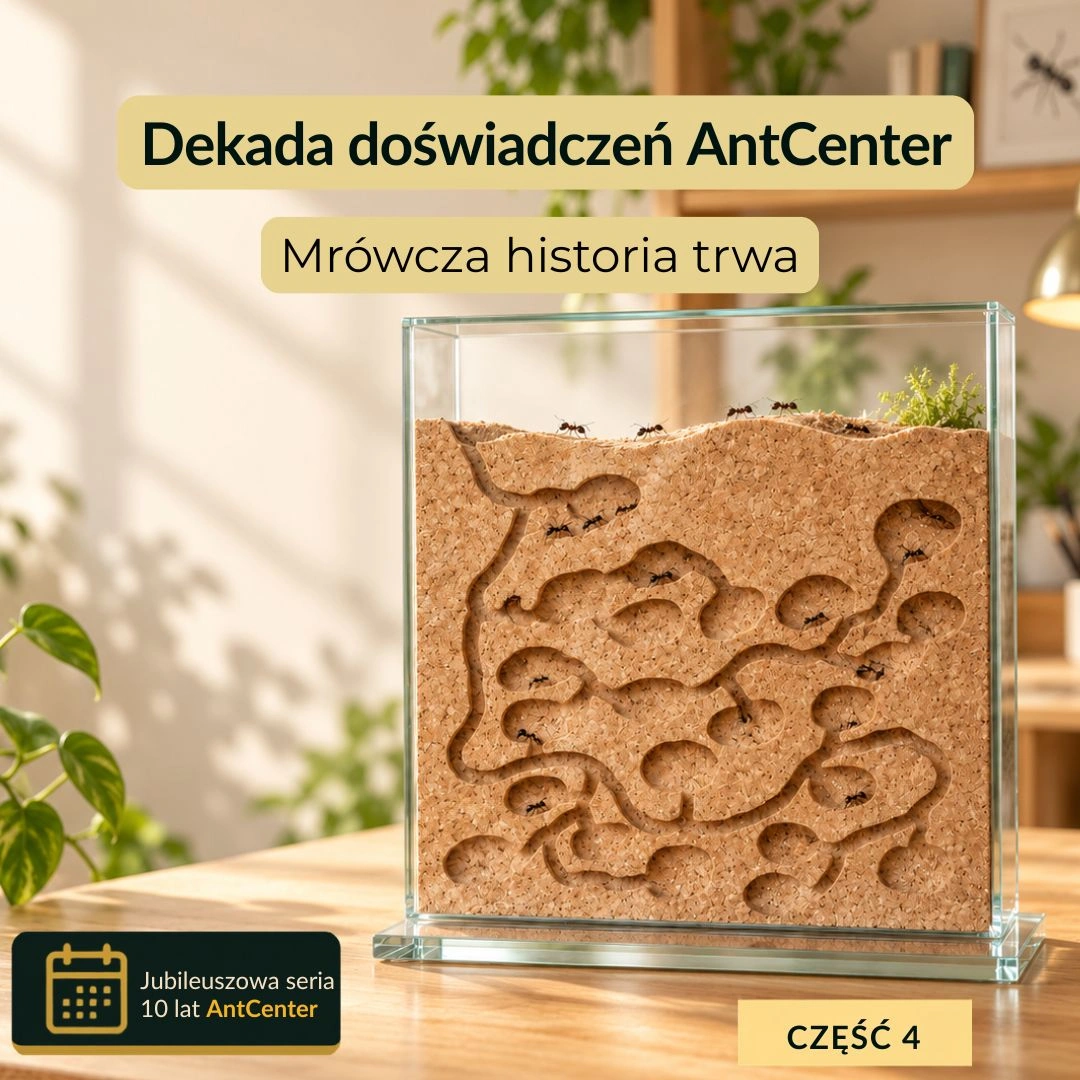 10 lat AntCenter – rozwój hodowli mrówek i produkcji formikariów w Polsce