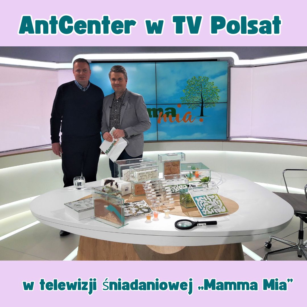 Wywiad w TV Polsat- program Mamma Mia
