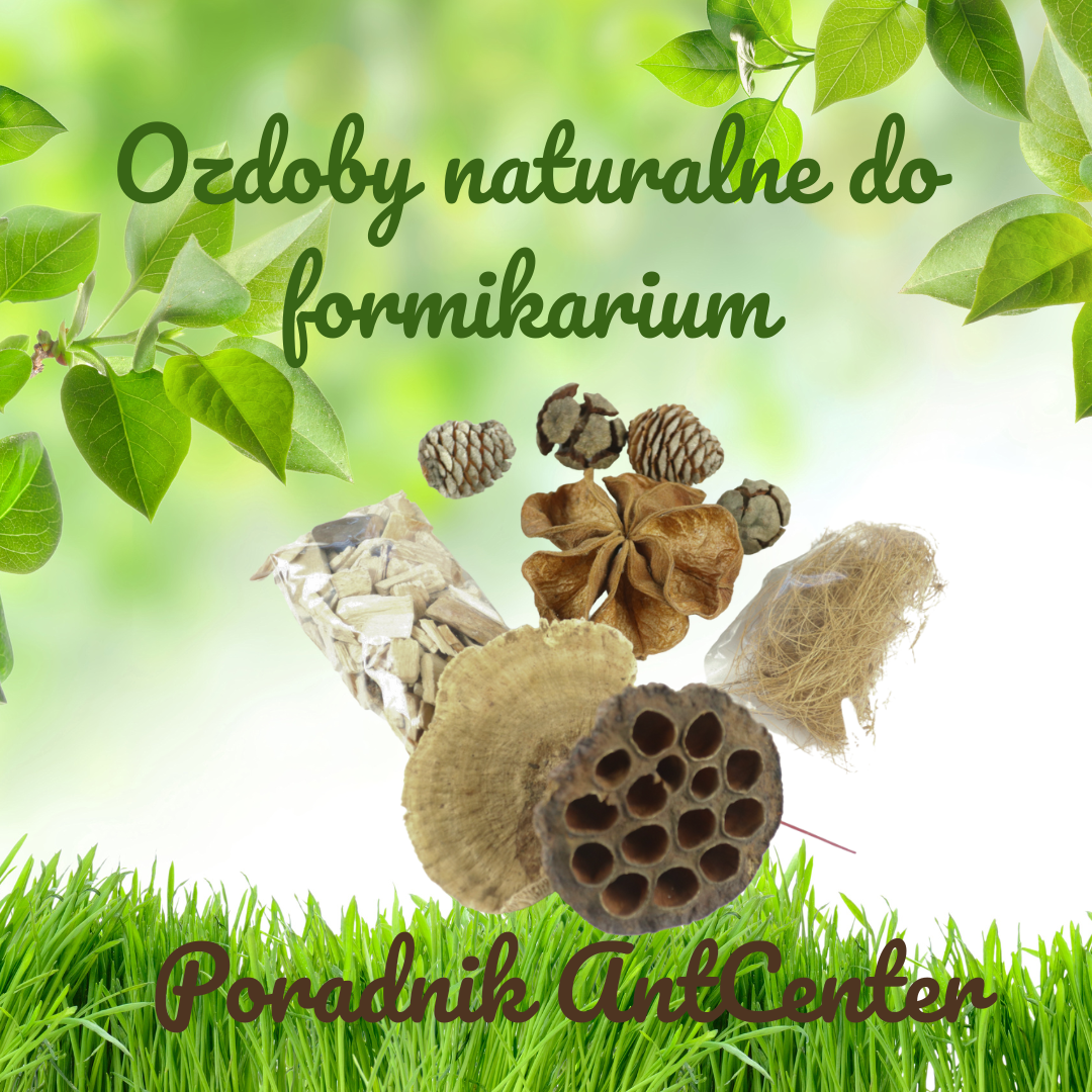 Ozdoby naturalne do formikarium i terrarium – jak je wykorzystać w hodowli mrówek
