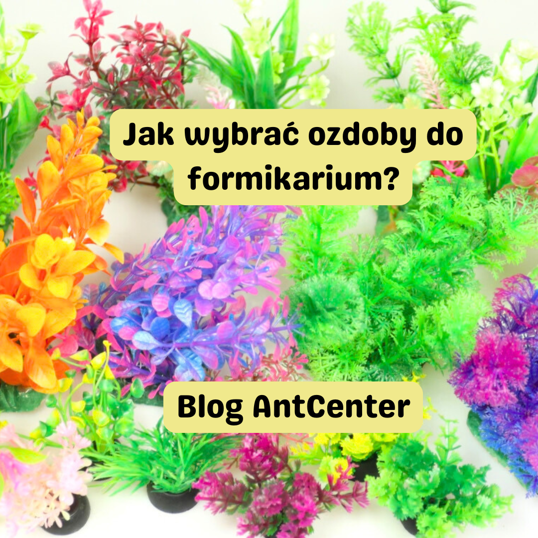 Jak wybrać ozdoby do formikarium?