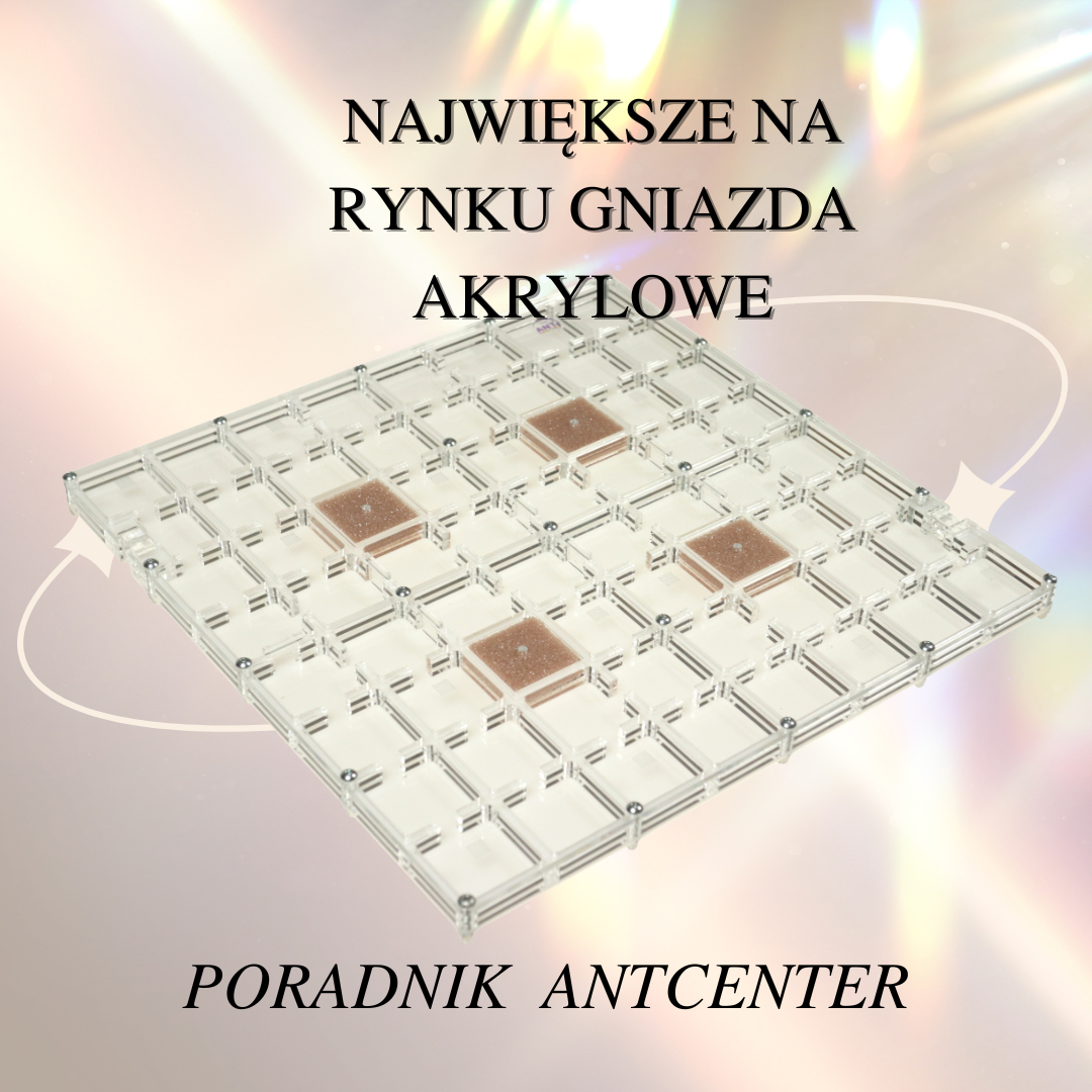 Największe na rynku gniazda akrylowe do hodowli mrówek w AntCenter